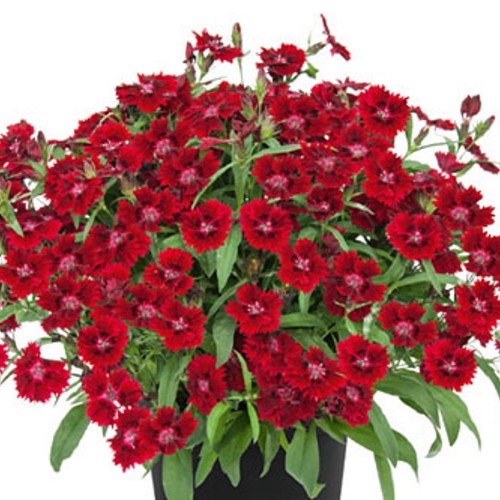 Dianthus 'SUMMER DIAMONDS Little Dark Red' - Nelk 'SUMMER DIAMONDS Little Dark Red' P9/0,55L 